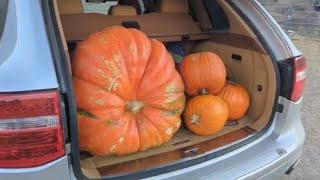 150 lbs PUMPKIN vs Horses!