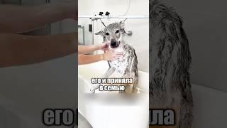 Волк пришел в гости  #милыеживотные #животные