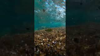 Sea life #sea #australia #water #nature #life #shorts #newzealand #shortclip