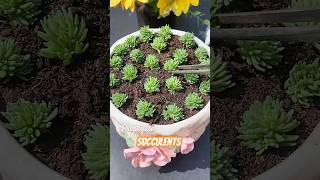 Succulent plants care tips - How to propagate succulents #plants