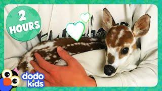 2 Hours Of Animals Being Ridiculously Cute | Dodo Kids | Animal Videos For Kids