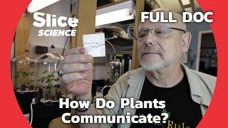 The Fascinating Hidden Language of Plants | SLICE SCIENCE | FULL DOCUMENTARY