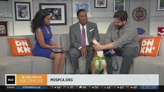 Meet 2-year-old Lamar, available for adoption at the MD SPCA