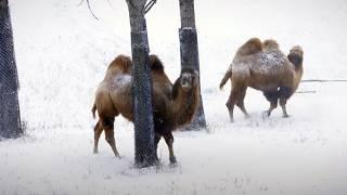 Animals go wild for snow day at the Minnesota Zoo