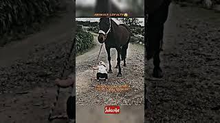 Animals are moreLoyal than Humans|Animals Loyalty|#animals#shorts#viral#trending#status#ytshorts