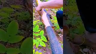 The process of harvesting cinnamon = good tools can improve the efficiency of doing things
