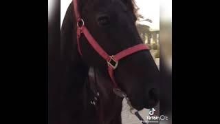 Engin Altan Düzyatan new viral video with horse #enginaltanduzyatan #barbaroslar #ertugrulghazi #new