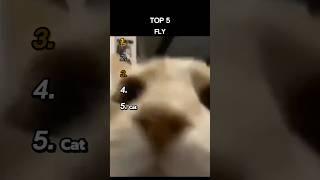 Top 5 Fly