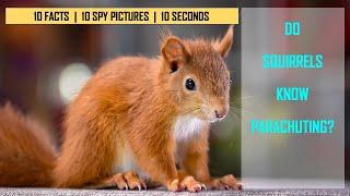 I Spy Squirrel Challenge - Animal facts with Spot and find Puzzles / family fun game