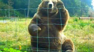 Kodiak Bear Waving