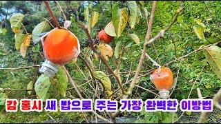 대봉감을 새들과 나누어 먹기#감#대봉감#새#farming #월광수변농원