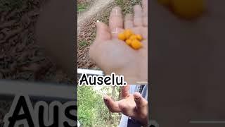 Auselu #berry #fruit #Foodie #food #organic #natural #plants #jungle #Vlog #SarvayaHighVlog ️️