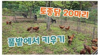 토종닭 20마리 풀밭에서 이렇게 키우고 있어요. 토종닭 기르기.