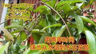 用两年时间，球兰从水培到长出花苞Two years later, my Hoya is blowing #球兰 #hoya