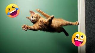 Funniest Animals 2023 Best Funny Cats and Dogs  | Petopia TV