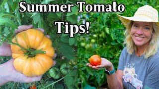 Keeping Tomatoes Production Up in Hot Climates & Growing Tips