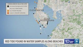 Red tide found in Pinellas County waters, officials say