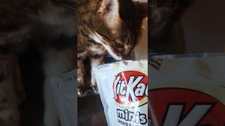 Kokoa Rates White Chocolate Kit Kats Minis #cat #bengalcat #뱅갈고양이