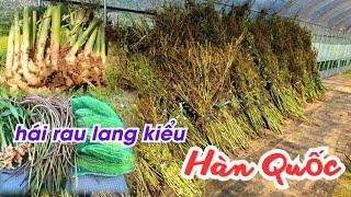 Cây Tía Tô Xanh - Hái Mướp Đắng - Hái Rau Lang Theo Kiểu Người Hàn Quốc