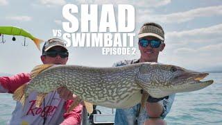 Shad Vs Swimbait : Episode 2