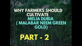 Part 2 - Melia Dubia Wood ( Malabar Neem Green Gold) Why Farmers Should Cultivate