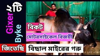 Bangladesh Cow Farm | Sylhety Fighter Bull | Fighter Bull Price | লন্ডন প্রবাসীর শখের খামার