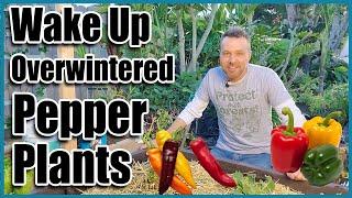 How to Grow Peppers or Chilies from OverWintered Plants