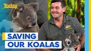 Aussie sanctuary's pioneering project to end koala disease | Today Show Australia