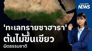 ทะเลทรายซาฮารา ต้นไม้ขึ้นเขียว ผิดธรรมชาติ | กรุงเทพธุรกิจNEWS