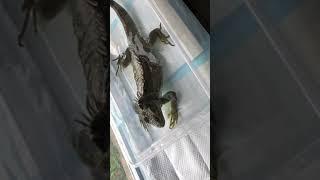 New pool for Zilla the iguana