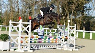 Commilf'oh - Stallion 2024
