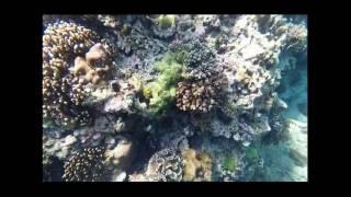 Corals - Sepoc Island, Batangas