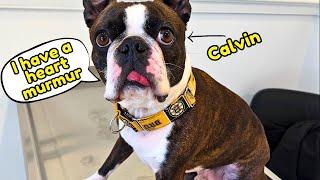 My BOSTON TERRIER Has A GRADE 1 HEART MURMUR~What Does That Mean?