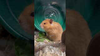 Hamster wants lady hamsters, not veggies |  Puff