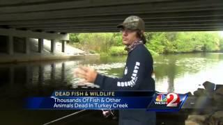 Thousands of fish, animals dying in Turkey Creek