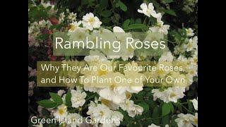 Rambling Roses- Why They Are Our Favourite Roses, and How to Plant One Yourself!