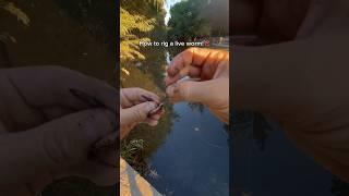 How to rig a LIVE WORM! #fishing #shorts