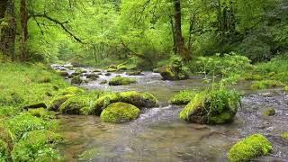 Peaceful Nature Sounds, Birds Chirping, Stream Sounds, ASMR