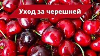 ЛУЧШЕЕ УДОБРЕНИЕ ДЛЯ ЧЕРЕШНИ | Подкормка черешни