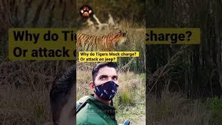 Why do tigers attack on jeep ?? #shorts #discoverwildpaws #shortvideo #viral #bts #attack