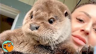 Man Saves a Nutria and a Woman Saves an Otter. Two Rescue Stories | Cuddle Buddies