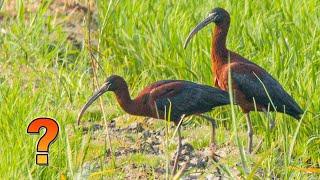 How is a Tropicbird in Korea…? Glossy Ibises, The Proof Earth is Now Hotter