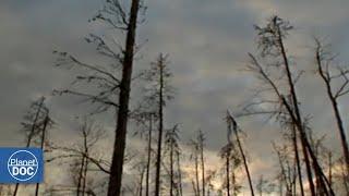 Wood Buffalo and the American Bison: Get to Know This Place and an Amazing Animal (FULL DOCUMENTARY)