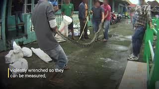 PETA Asia Video Shows Nails Driven Into Heads of Live Snakes for Fashion Accessories