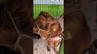 One-year-old Highland cow is enjoying being groomed!