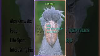 "Meet the Majestic Animals | Animal Name, Facts, and More | YouTube Shorts" #ZoomorphicBytes #ZB91