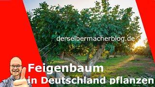 Feigenbaum / Feige in Deutschland halten (Infos, Anleitung, Überwinterung)