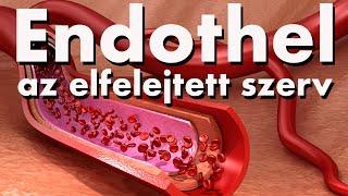 Endothel, az elfelejtett szerv - Orvosi Ismeretterjesztő Sorozat 1.