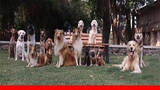 Recharge Your Batteries At The Best Pet-Friendly Resort To Stay Near Pune And Mumbai 