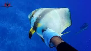 Huahine Spearfishing 2022